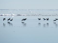03B Birds Take Off From The Sea Water On Day 5 Of Floe Edge Adventure Nunavut Canada
